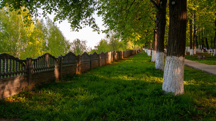 fence and whitewashed trees in the park