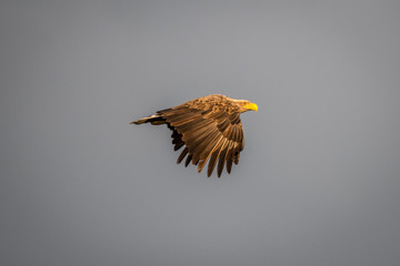 Fototapeta premium Isolated single white tail eagle soaring in the sky- Danube Delta Romania
