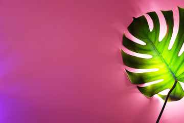 Green monstera leaf on pink background with special neon backlight. Creative backdrop for your design.
