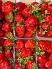 Strawberry ripe packed in plastic boxes