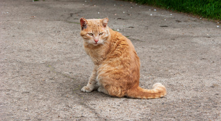 Yard red cat with a beaten ear