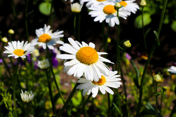 Daisy flower on green meadow
