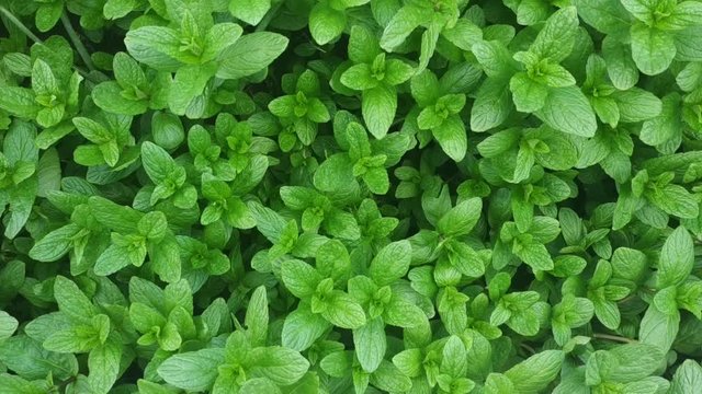 Green mint plant grow at the garden