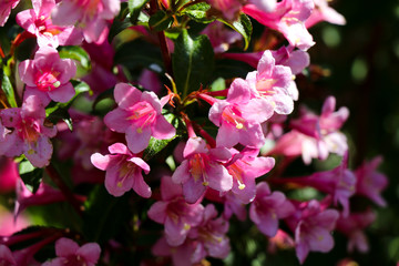 pink flowers in the flowered garden