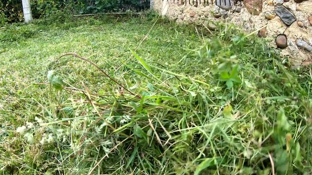 Raking grass using rake. gardening concept