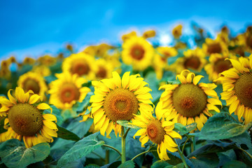 beautiful sunflowers filed in blue sky