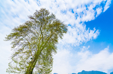 Fototapeta premium Beautiful trees branch on blue sky .