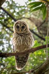 baby barn owl in a tree