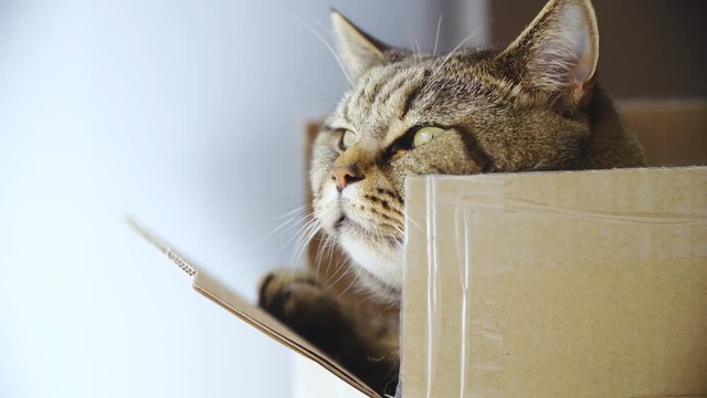 Cat enjoy the view from inside the box 4K