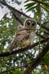 baby barn owl in a tree