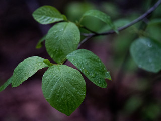Leafs on droplets