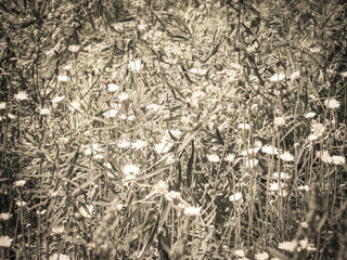 Meadow full of flowers as nature background.