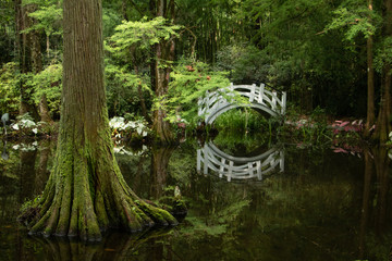 bamboo forest bridge reflection