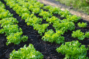 Vegetable garden from farmers without farmers Concept of vegetable garden,kitchen and non-toxic food