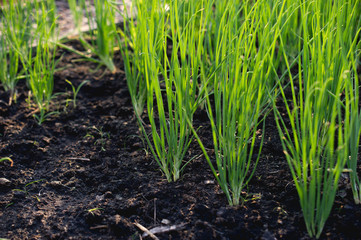 Onion from the growing garden Organic vegetable concept