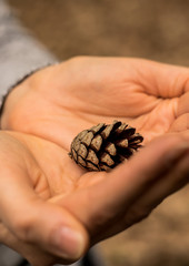 A woman holds a pine cone in her hands.