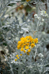 silver foliage yellow flower