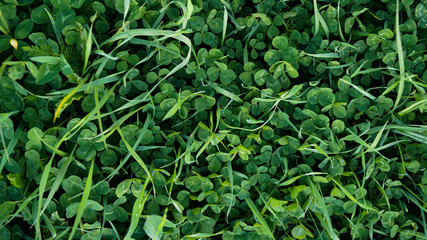 background of green leaves