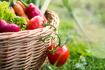 Fresh organic vegetables in a basket outdoor in the garden, freshly harvesting organic vegetables in the basket, healthy organic gardening