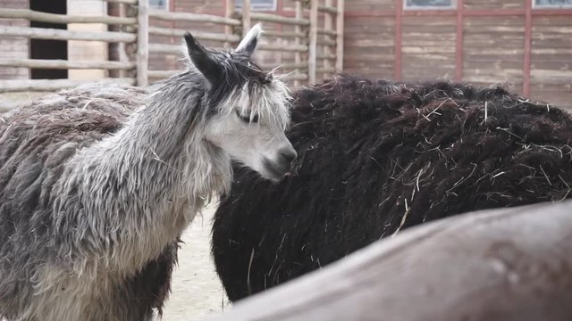 Two llamas cleaning wool each other
