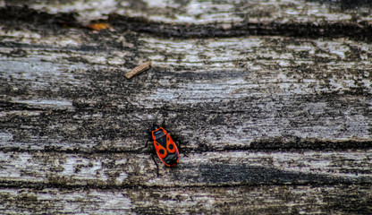 A firebug (Pyrrhocoris apterus) on a grey log in a forest in Germany.