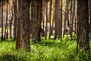 Pine forest in the sunny morning