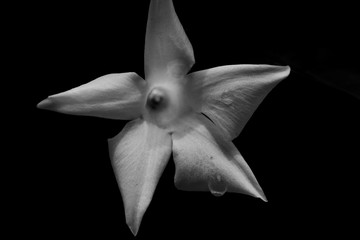 black and white mono flower water droplet