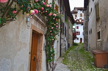 old narrow street between houses with a rose Bush in the foreground