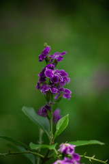 dainty flower blurred background