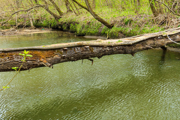 Fallen tree trunk as a bridge over a river in green forest