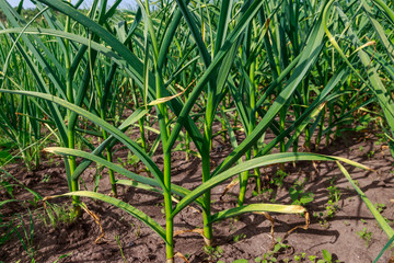 Green garlic plants in a vegetable garden