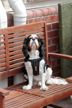 King charles type long-eared, tame home dog