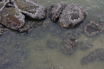 Top view Stone pantomime in the sea, Moss