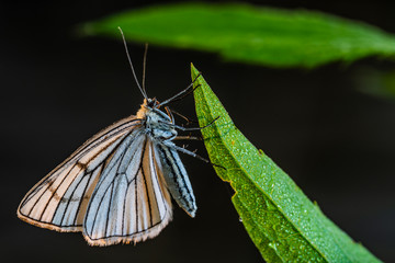 Aporia crataegi  with dewdrops on the wings in the rays of the rising sun