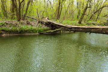 Fototapeta na wymiar Fallen tree trunk as a bridge over a river in green forest