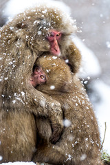 Baby snow monkey infant hug his mother in love, cold snow background, happy childhood, Snow Monkey park, Japan 