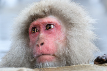 Alone elderly snow monkey suffering and looking  depressed, sadness, Snow monkey park, Japan