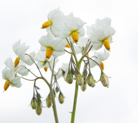 Flowering potatoes. Agriculture