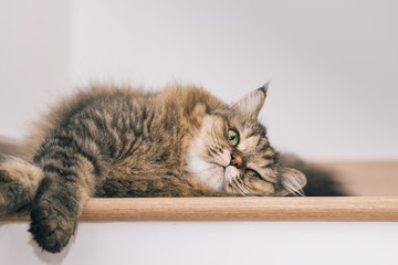 Persian kitten laying on the staircase with looking for food at home. Cat queen from the Middle...