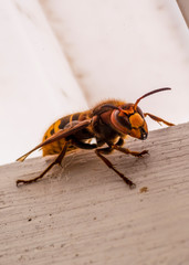 fly on leaf