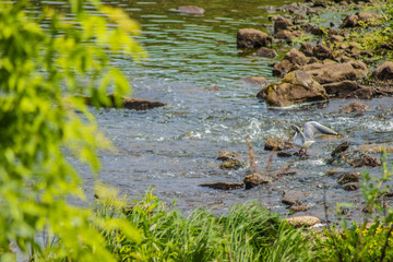 Fast creek and beautiful bird