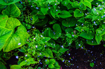 green leaves background