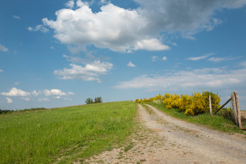 Fototapeta na wymiar Feldweg mit gelben Ginsterbüschen im Sauerland