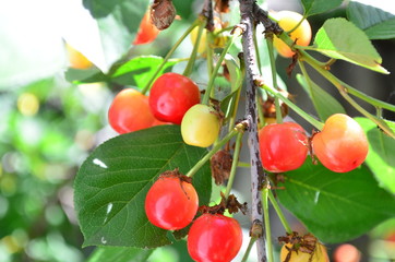 ripe red cherries on the tree