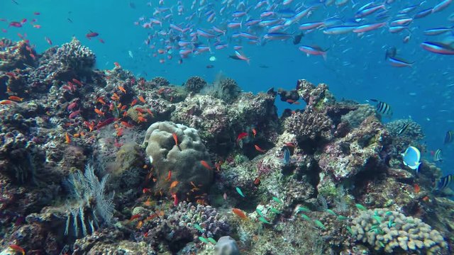 ein gro&szlig;es Riff mit vielen verschiedenen Fischen im Schwarm