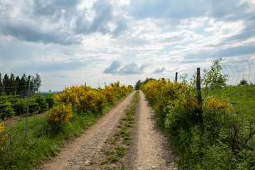 Feldweg mit gelben Ginsterbüschen im Sauerland