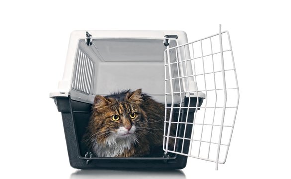 Longhair  cat sitting  in a open travel crate and looking sideways. Isolated with copy space.