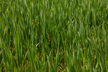 Fototapeta na wymiar Winter barley. Wheat. Growing. Grass