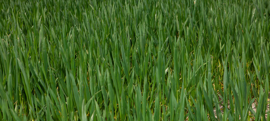 Fototapeta na wymiar Winter barley. Wheat. Growing. Grass