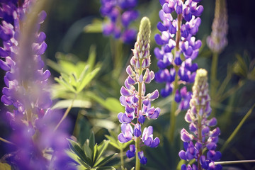 Beautiful purple fragrant lupine flowers bloom in a flower bed, illuminated by sunlight on a summer day.